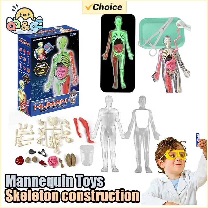 İnsan İskeleti Organ Anatomisi - Kids Education Music incelemesi ve fiyatı