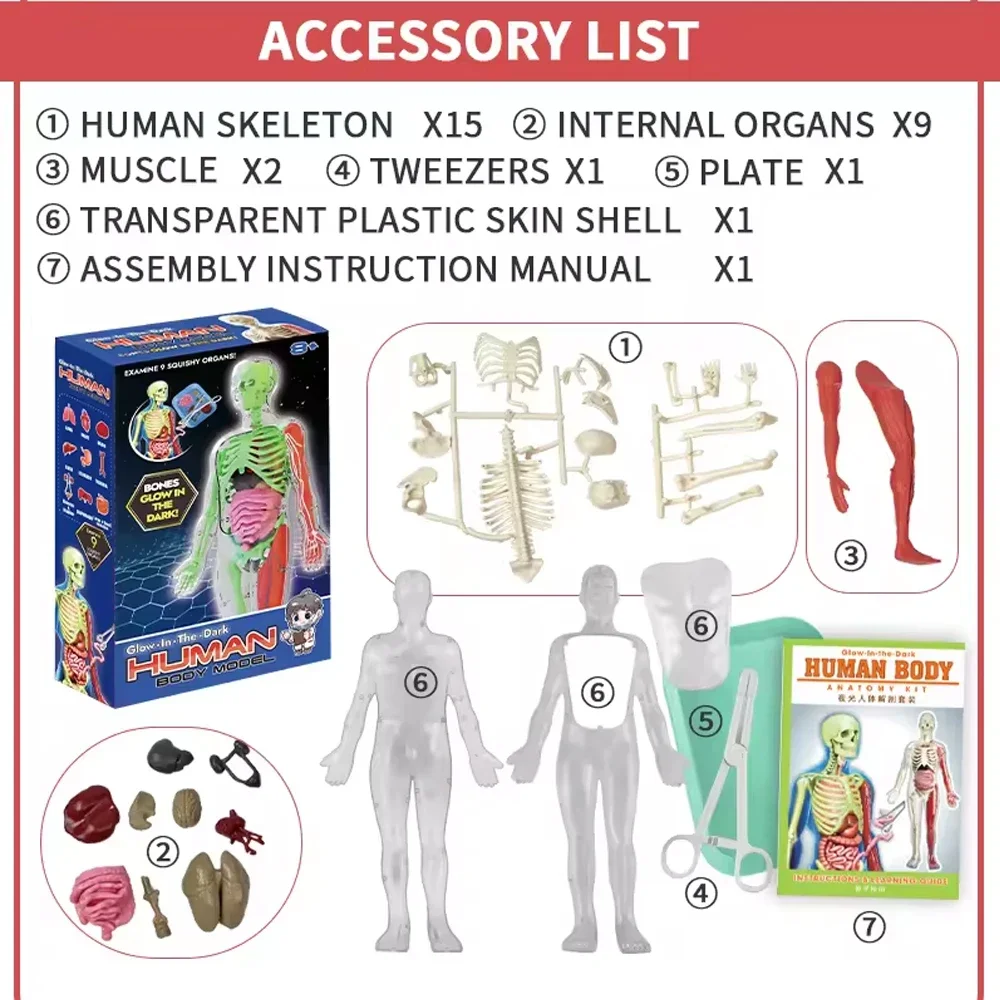 İnsan İskeleti Organ Anatomisi - Kids Education Music incelemesi ve fiyatı